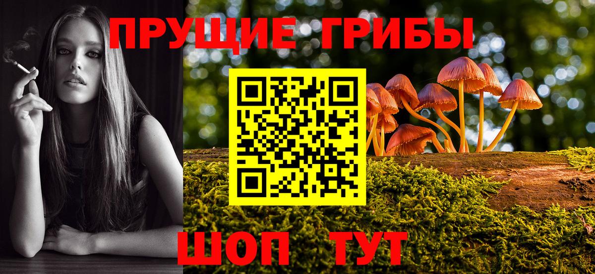 Псилоцибиновые грибы Psilocybe Махачкала